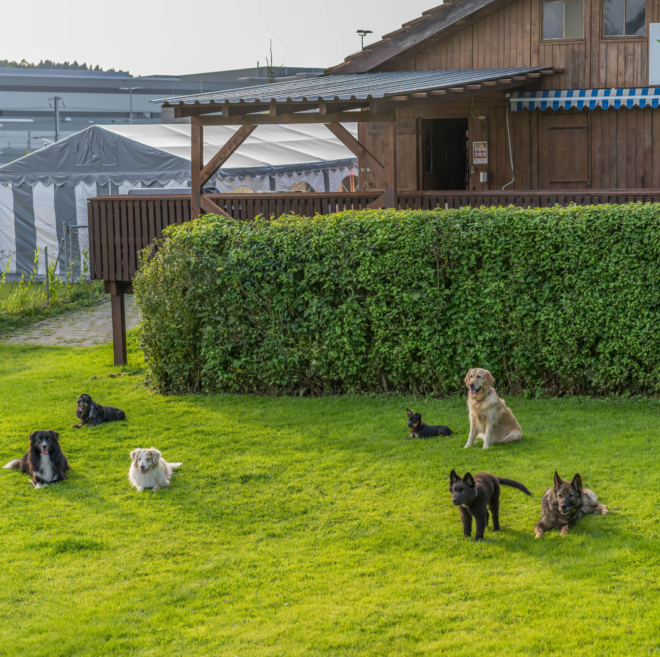 alle-Hunde
